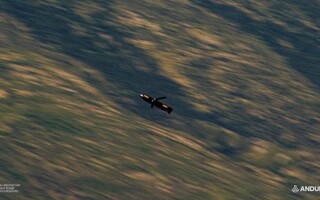 Barracuda-500 munition via Anduril